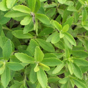 Stevia Leaves