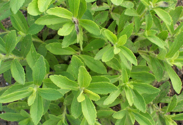 Stevia Leaves