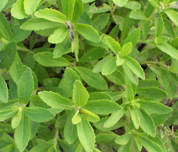 Stevia Leaves