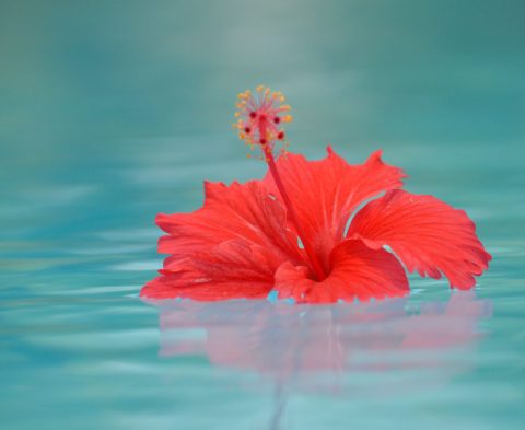 Hibiscus flower floating on the water