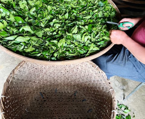 Tea factory worker