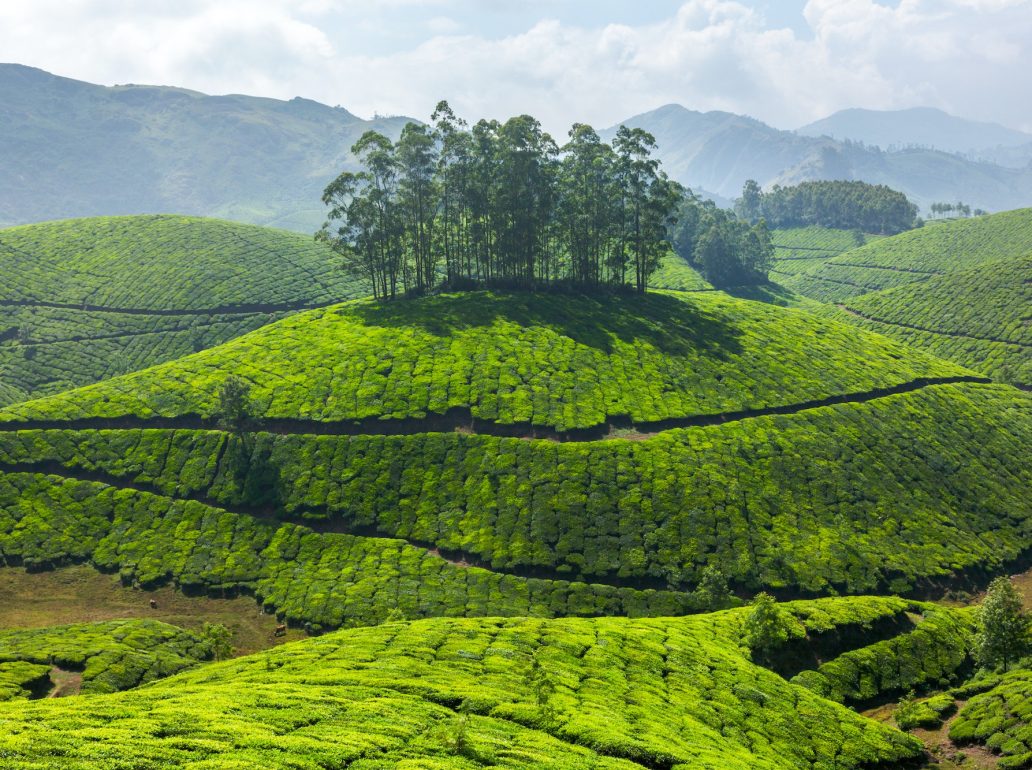 Tea plantations